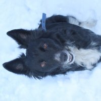 Собака в снегу :: Мария Реброва