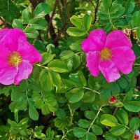 Розовый шиповник :: Светлана 