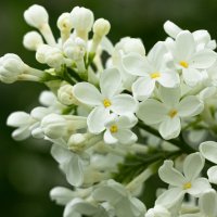 White Lilac | 11 :: Sergey Sonvar
