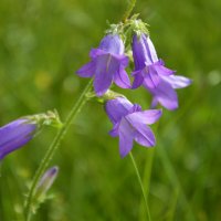 Колокольчик полевой :: Надежда Куркина 