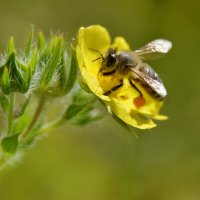 *** :: Надежда Куркина 