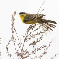 Желтая трясогузка на ветру :: Екатерина Счасная