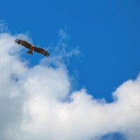 Там высоко :: Дмитрий Стёпин Там высоко :: Дмитрий Стёпин