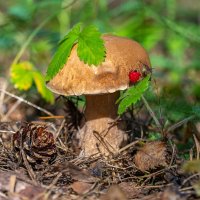 Грибочек :: Андрей Пристяжнюк Грибочек :: Андрей Пристяжнюк