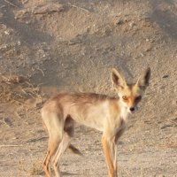 Ф :: Конрад Карлович Михельсон