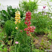 На городском газоне :: Нина Бутко На городском газоне :: Нина Бутко