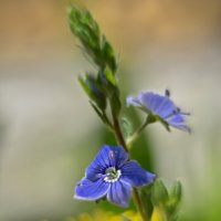 *** :: Роман Пацкевич *** :: Роман Пацкевич