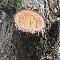 А слёзы капали. :: Вячеслав. Синицын А слёзы капали. :: Вячеслав. Синицын