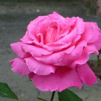 Розовая королева :: Татьяна Смоляниченко