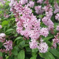 Сирень :: Сапсан 