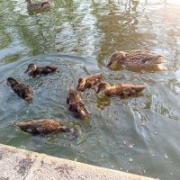 Утята :: Сапсан 