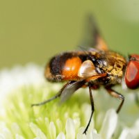 из снятого сегодня 2 :: Александр Прокудин