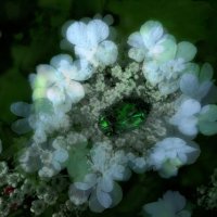 "Золотой жук". :: Журавлев Владимир 