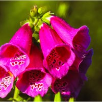 Дачные :: Валентин Котляров