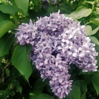 Кипит сирень :: Андрей Хлопонин