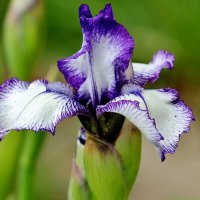 Ирис из моей коллекции. :: Восковых Анна Васильевна 
