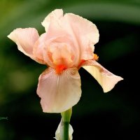 Бежевый ирис. :: Восковых Анна Васильевна 