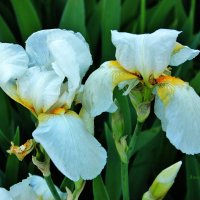 Белые ирисы. :: Восковых Анна Васильевна 