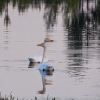 Парочка лебедей кликунов ) :: Елена Хайдукова  ( Elena Fly )