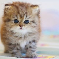 Золотая перс - шиншилла. :: Оля Богданович