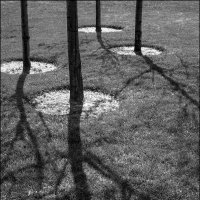 Четыре дерева :: **** vedin