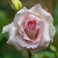 Роза :: Игорь Сикорский Роза :: Игорь Сикорский