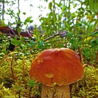 Июль...Первый боровик! :: Владимир 