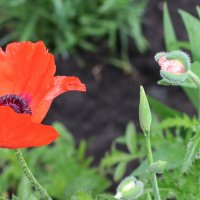 Восточный мак :: Любовь Сахарова