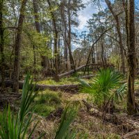 Лес. Юго-восточный Техас, весна :: **** vedin