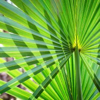 Веерная пальма :: **** vedin