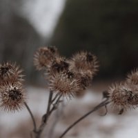 чертополох :: Андрей Петренко