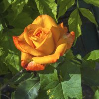 Оранжевая роза :: Валентин Семчишин Оранжевая роза :: Валентин Семчишин