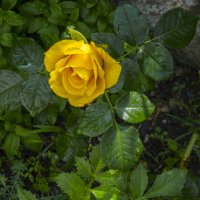 Жёлтая роза :: Валентин Семчишин