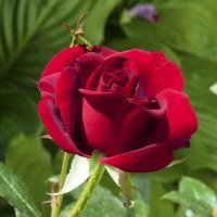 Бархатная  роза :: Валентин Семчишин