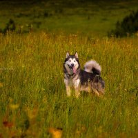 Ярик. :: leff Postnov Ярик. :: leff Postnov