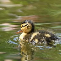 Весна в Аптекарском... :: Наташа *****