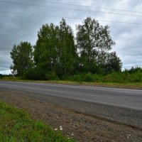 Ядрин. Берёзки перед грозой у дороги северо-западной окраины города. :: Пётр Чернега