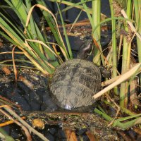 Красноухая пресноводная черепаха :: Oleg4618 Шутченко