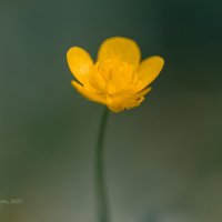 Луговой цветок лютик :: Александр Синдерёв