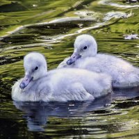 Малыши кликунов :: Андроник Александр 