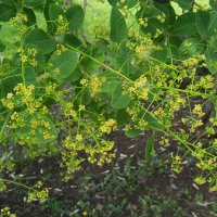 начало цветения скумпии :: Елена Шаламова