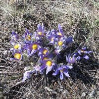 прекрасная сон-трава :: Елена Шаламова