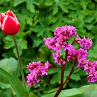 Содружество бадан-тюльпан :: Светлана 