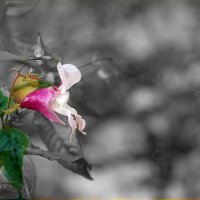 аленький цветочек :: Ольга Cоломатина