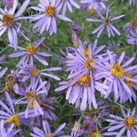 Астра :: Anna Ivanova Астра :: Anna Ivanova