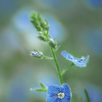 * :: Svetlana Galvez