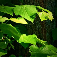 Летние этюды 11 :: Алексей Кузнецов