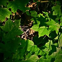 Летние этюды 15 :: Алексей Кузнецов