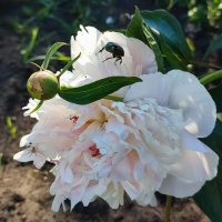 Пион :: Валентина Богатко 