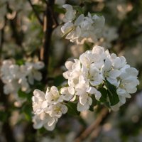 Яблоня цветёт :: Павел Харлин